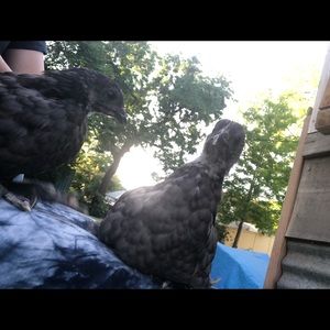 Meet your Posher, Riah